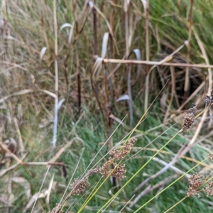 Juncus usitatus at Watson, ACT - 4 Jun 2023