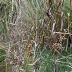 Juncus usitatus at Watson, ACT - 4 Jun 2023