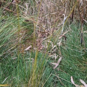 Juncus usitatus at Watson, ACT - 4 Jun 2023