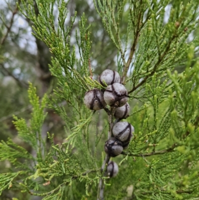 Callitris endlicheri (Black Cypress Pine) at Kambah, ACT - 4 Jun 2023 by MatthewFrawley