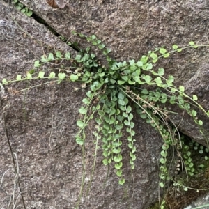 Asplenium flabellifolium at Molonglo Valley, ACT - 4 Jun 2023