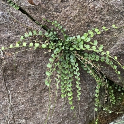 Asplenium flabellifolium (Necklace Fern) at Molonglo Valley, ACT - 4 Jun 2023 by Steve_Bok