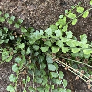 Asplenium flabellifolium at Molonglo Valley, ACT - 4 Jun 2023