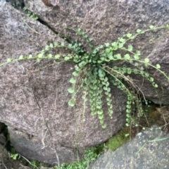 Asplenium flabellifolium at Molonglo Valley, ACT - 4 Jun 2023