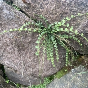 Asplenium flabellifolium at Molonglo Valley, ACT - 4 Jun 2023