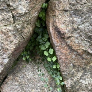 Asplenium flabellifolium at Molonglo Valley, ACT - 4 Jun 2023