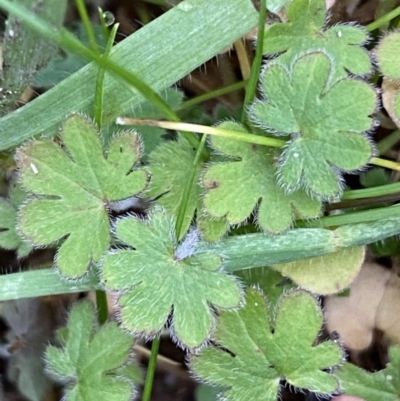 Geranium sp. (Geranium) at Molonglo Valley, ACT - 4 Jun 2023 by SteveBorkowskis