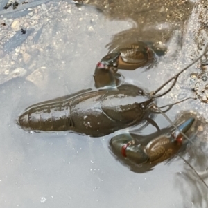 Cherax destructor at Molonglo Valley, ACT - 4 Jun 2023 04:28 PM