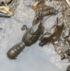 Cherax destructor at Molonglo Valley, ACT - 4 Jun 2023 04:28 PM