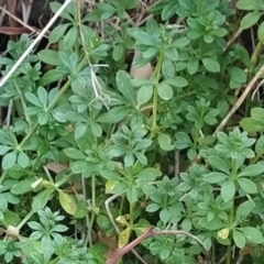 Galium aparine (Goosegrass, Cleavers) at Wanniassa Hill - 3 Jun 2023 by KumikoCallaway