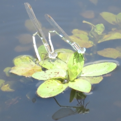 Unidentified Dragonfly (Anisoptera) at Moorong, NSW - 14 Jan 2022 by RobParnell