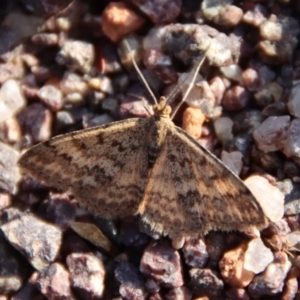 Scopula rubraria at Deakin, ACT - 4 Jun 2023