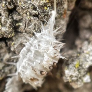 Coccinellidae (family) at Nicholls, ACT - 4 Jun 2023