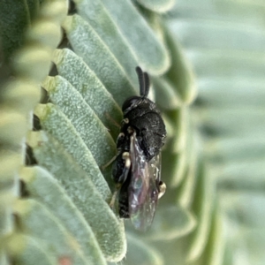 Chalcididae (family) at Nicholls, ACT - 4 Jun 2023