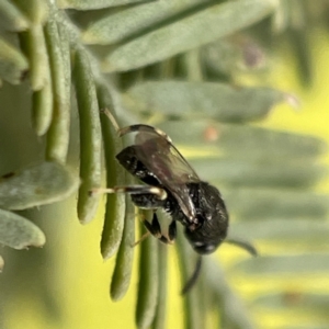 Chalcididae (family) at Nicholls, ACT - 4 Jun 2023