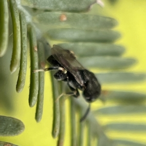 Chalcididae (family) at Nicholls, ACT - 4 Jun 2023