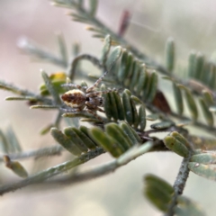 Socca pustulosa (Knobbled Orbweaver) at Nicholls, ACT - 4 Jun 2023 by Hejor1