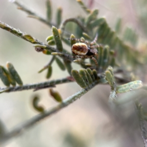 Socca pustulosa at Nicholls, ACT - 4 Jun 2023 12:15 PM