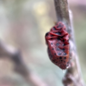 Icerya acaciae at Nicholls, ACT - 4 Jun 2023