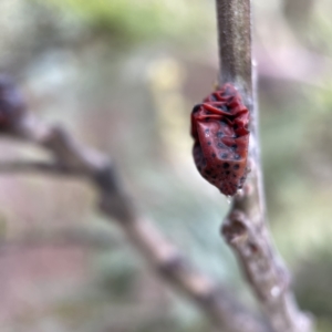 Icerya acaciae at Nicholls, ACT - 4 Jun 2023