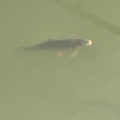 Cyprinus carpio (Common Carp) at Gungahlin Pond - 4 Jun 2023 by Hejor1