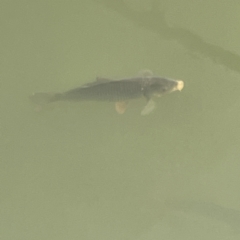 Cyprinus carpio (Common Carp) at Nicholls, ACT - 4 Jun 2023 by Hejor1