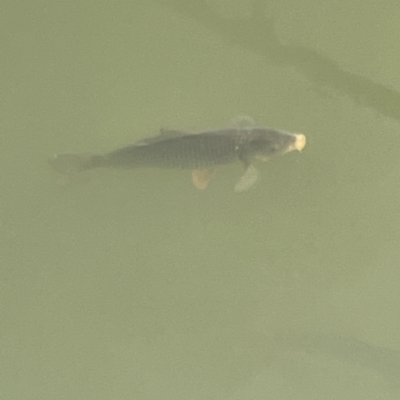 Cyprinus carpio (Common Carp) at Nicholls, ACT - 4 Jun 2023 by Hejor1