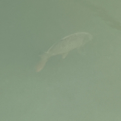 Cyprinus carpio at Nicholls, ACT - 4 Jun 2023