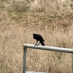 Corvus coronoides (Australian Raven) at Gungahlin Pond - 4 Jun 2023 by Hejor1