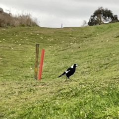 Gymnorhina tibicen (Australian Magpie) at Gungahlin Pond - 4 Jun 2023 by Hejor1