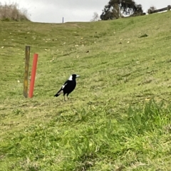 Gymnorhina tibicen at Nicholls, ACT - 4 Jun 2023