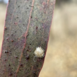 Glycaspis sp. (genus) at Nicholls, ACT - 4 Jun 2023