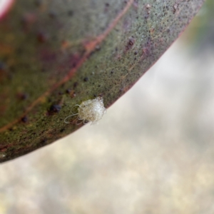 Glycaspis sp. (genus) at Nicholls, ACT - 4 Jun 2023