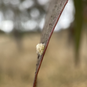 Glycaspis sp. (genus) at Nicholls, ACT - 4 Jun 2023