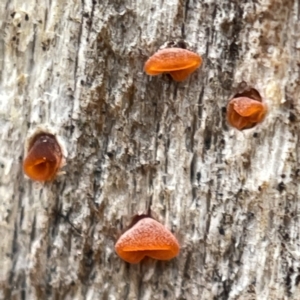 Heterotextus sp. at Nicholls, ACT - 4 Jun 2023 01:03 PM