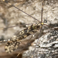 Discobola sp. (genus) (A crane fly) at Gungahlin Pond - 4 Jun 2023 by Hejor1