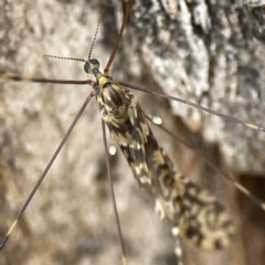 Discobola sp. (genus) at Nicholls, ACT - 4 Jun 2023