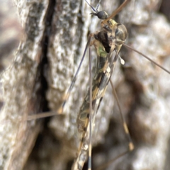 Discobola sp. (genus) at Nicholls, ACT - 4 Jun 2023