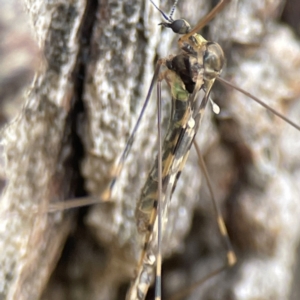 Discobola sp. (genus) at Nicholls, ACT - 4 Jun 2023