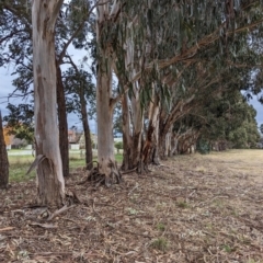 Eucalyptus globulus subsp. bicostata (Southern Blue Gum, Eurabbie) at Watson, ACT - 4 Jun 2023 by AniseStar