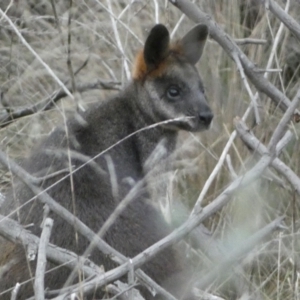 Wallabia bicolor at Molonglo Valley, ACT - 4 Jun 2023