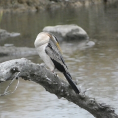 Anhinga novaehollandiae (Australasian Darter) at Molonglo Valley, ACT - 4 Jun 2023 by Steve_Bok