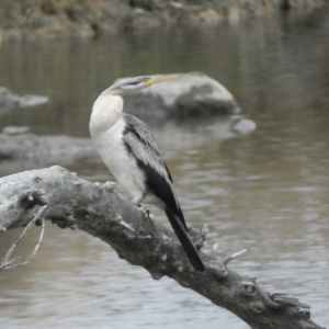 Anhinga novaehollandiae at Molonglo Valley, ACT - 4 Jun 2023 05:00 PM