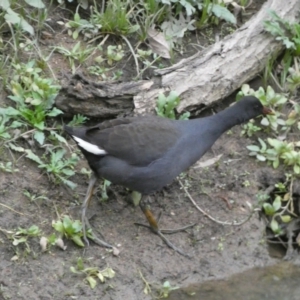 Gallinula tenebrosa at Molonglo Valley, ACT - 4 Jun 2023