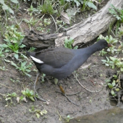 Gallinula tenebrosa (Dusky Moorhen) at Molonglo Valley, ACT - 4 Jun 2023 by SteveBorkowskis