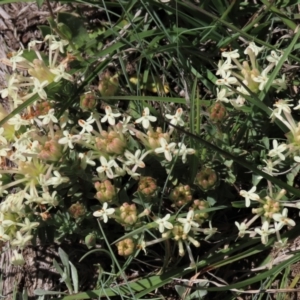 Pimelea glauca at Dry Plain, NSW - 15 Nov 2020 11:29 AM