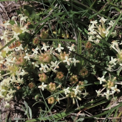 Pimelea glauca (Smooth Rice Flower) at Dry Plain, NSW - 15 Nov 2020 by AndyRoo