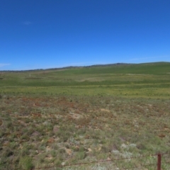 Mirbelia oxylobioides at Dry Plain, NSW - 15 Nov 2020