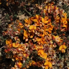 Mirbelia oxylobioides at Dry Plain, NSW - 15 Nov 2020 11:30 AM