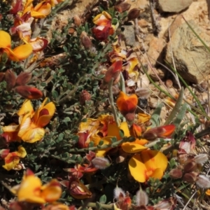 Mirbelia oxylobioides at Dry Plain, NSW - 15 Nov 2020 11:30 AM